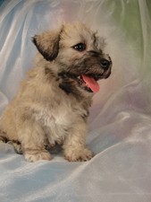 Male schnoodle Puppy for sale #4 Born February 25, 2012